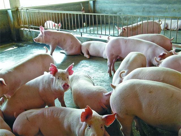 神农集团：5月生猪销售收入3.45亿元 商品猪价格呈现上涨趋势