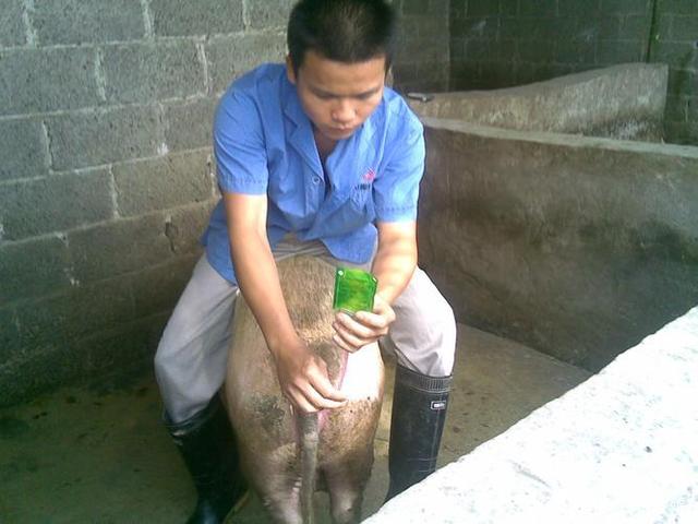 如何判断母猪发情？什么时候给母猪进行配种？