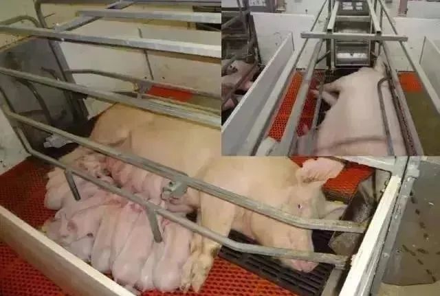 母猪这三个阶段做好保健，养好母猪简直易如反掌！