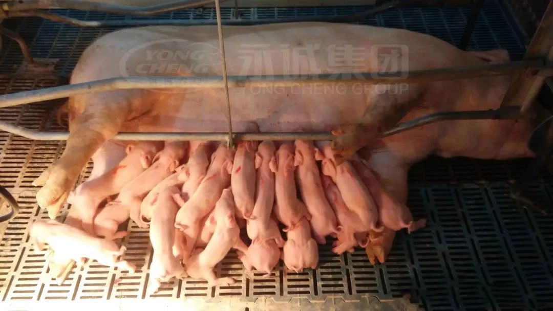 关于种猪育种，您真的了解么？