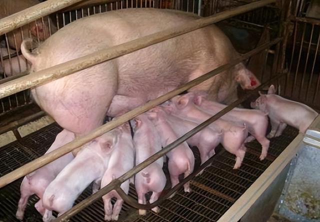 母猪配种前后，怎么喂，喂多少？看完你就明白了