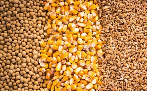猪饲料识别的基本方法，你知道吗？闻、摸、看、尝