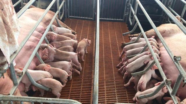 母猪全程喂哺乳料不好吗？母猪应该怎么喂料？