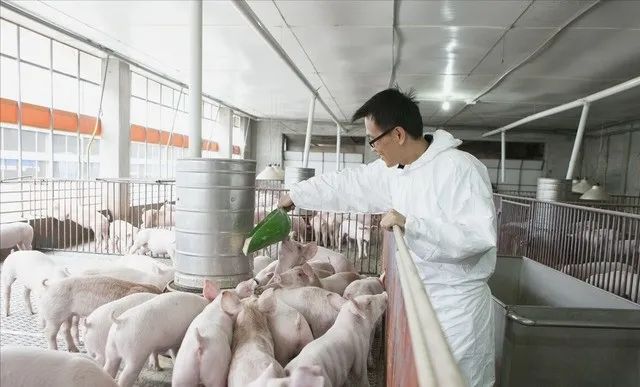 没有办法治疗，但可以提前预防！非洲猪瘟该怎么提前防控？
