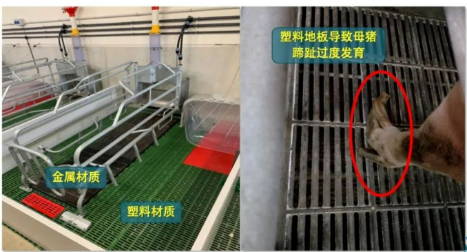 楼房养猪没那么简单？楼房养猪工艺布局注意要点
