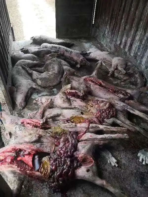 饲料不仅有假，还可能直接把猪吃死？劣质饲料开始出没江湖？