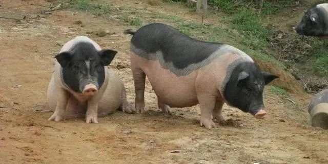 妊娠母猪选对饲养方式，产仔率绝对高！