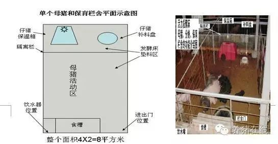 造价低，使用方便！这样的母猪舍，你知道怎么建吗？