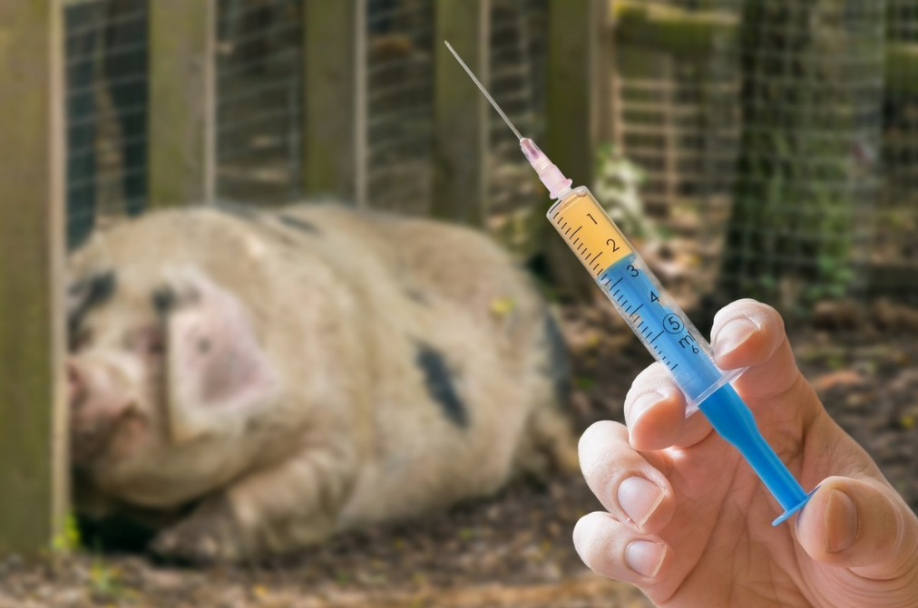 电子游艺网站
伪狂犬疫苗，滴鼻形式有哪些好处？