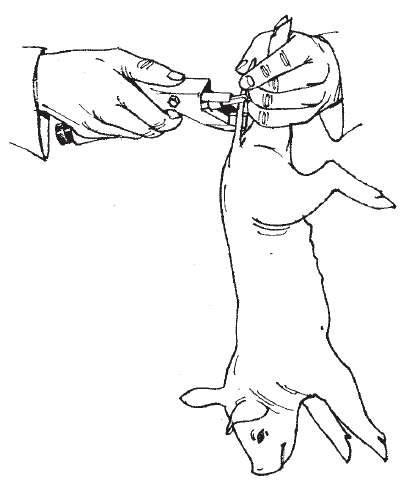 新生仔猪断尾详细标准操作步骤，轻松学会给猪断尾！