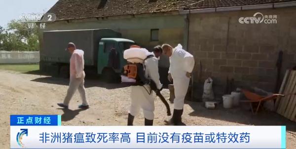 波黑暴发严重非洲猪瘟疫情，大批生猪被扑杀
