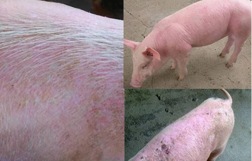 猪附红细胞体临床诊断与防控