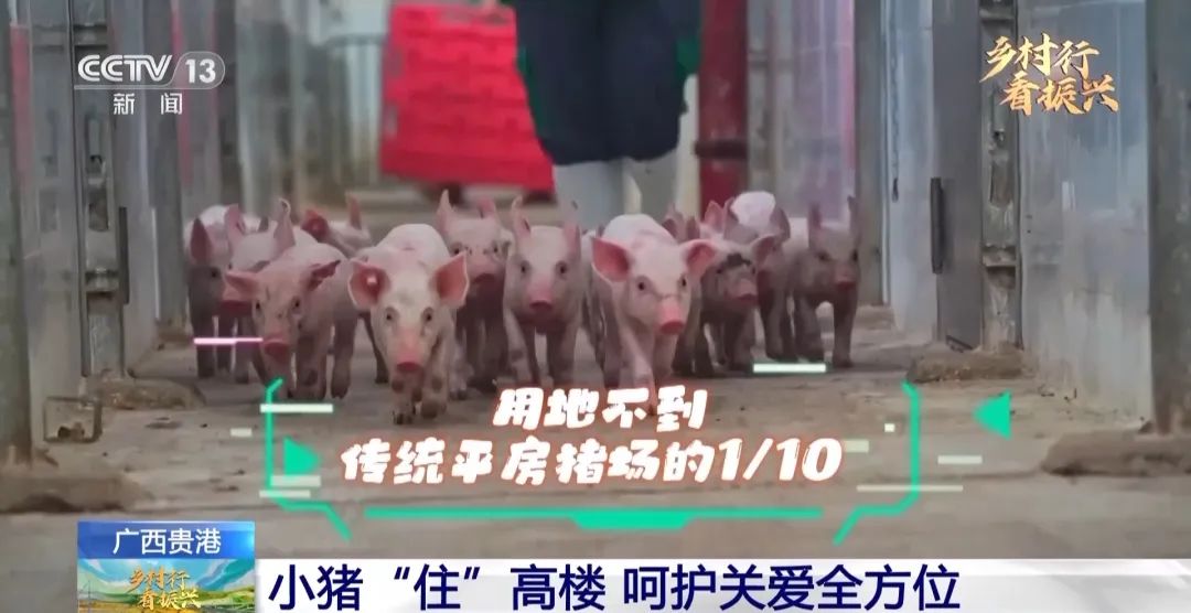 点赞！扬翔再获央视关注