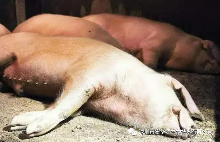 猪瘟症状及预防方式，全面解答
