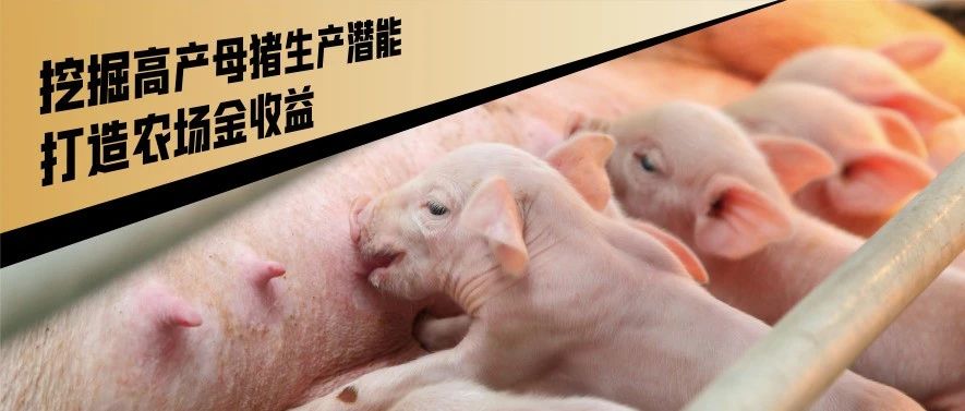 高低高饲喂程序，发挥高产母猪高潜能！