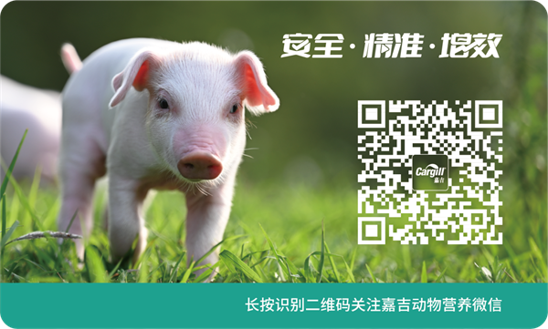 嘉吉母猪料重磅升级超级XPC！拒绝亚健康，效益响当当