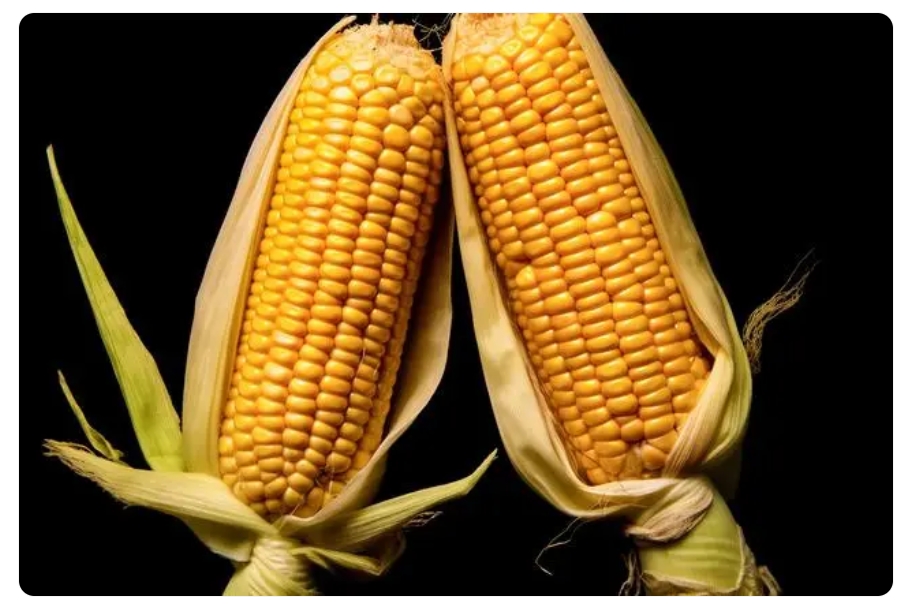 首批转基因玉米大豆种子生产经营许可证发放，多家上市公司受益