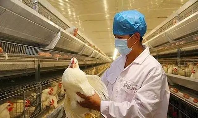 近年来最大鸡蛋兽药残留超标案！涉案金额超3000万元，现场查获问题鸡蛋18万余枚