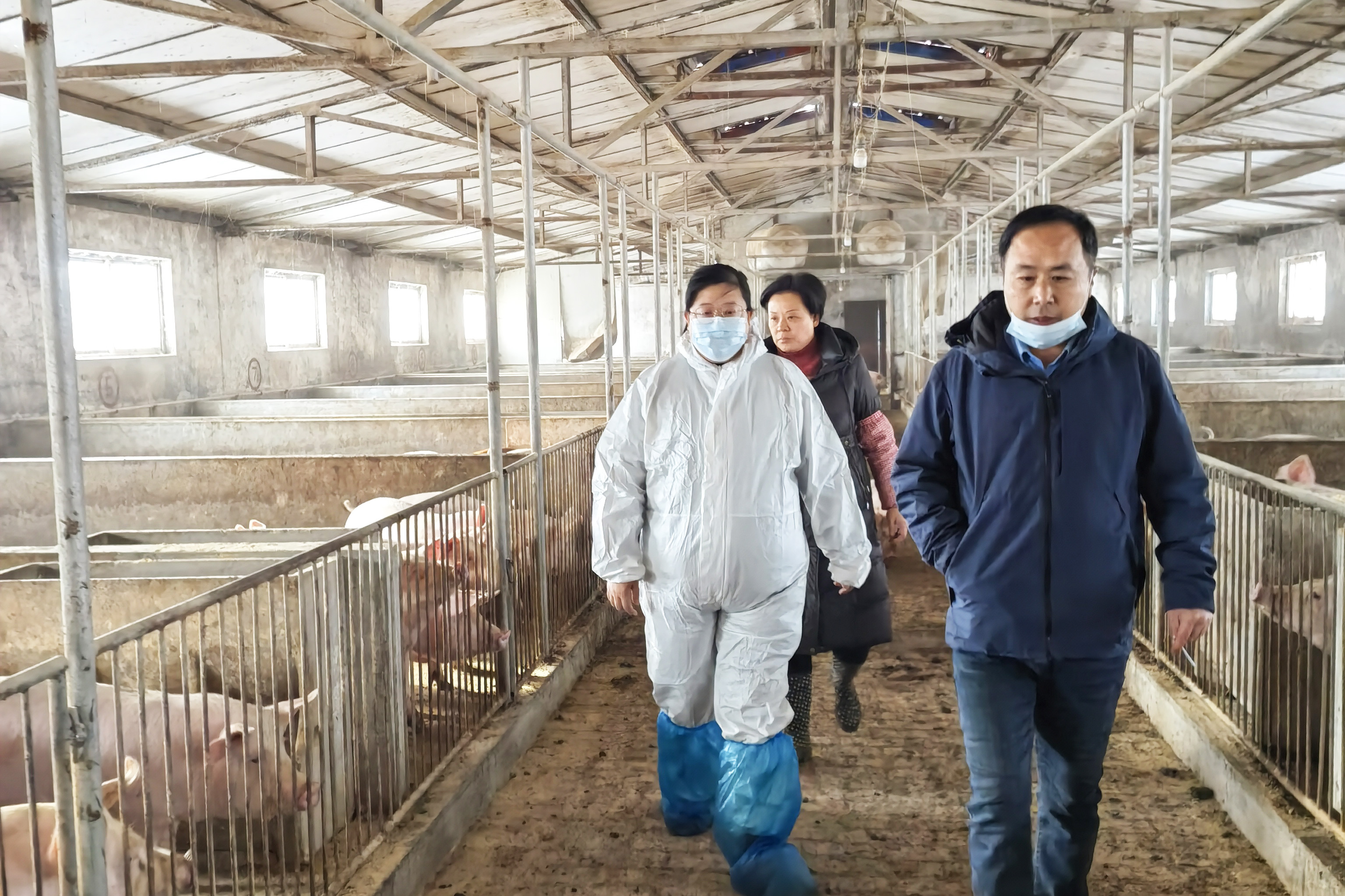 猪的“口粮”有保障，助力养猪人实现致富的梦想