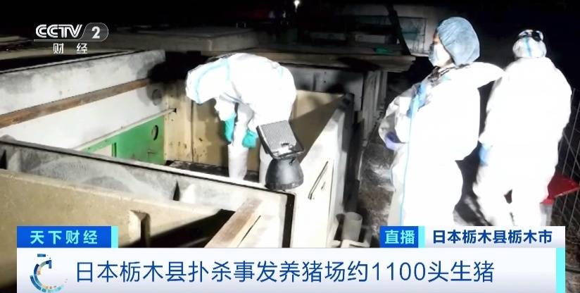 1100头生猪被扑杀！日本暴发今年首起猪瘟疫情