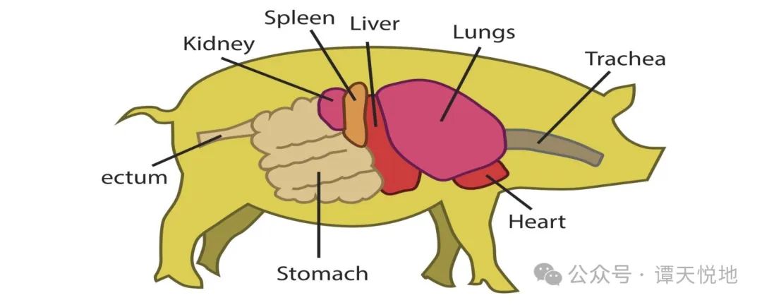 研磨技术对猪日粮的影响，你知道多少？