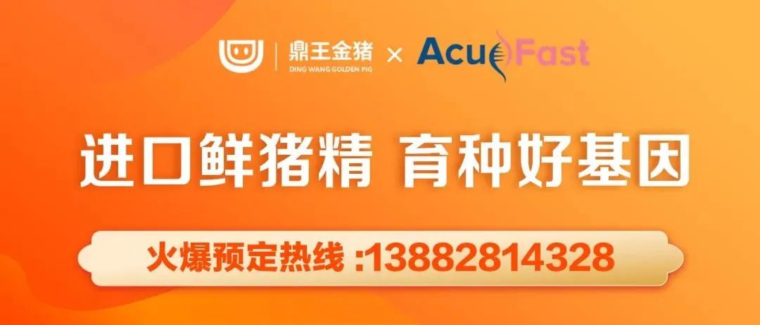 鼎王双阴种猪，正式上市！