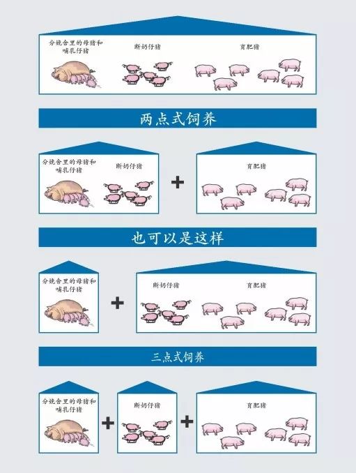健康养猪丨多点式饲养与批次化生产