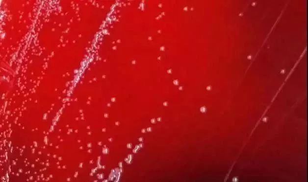 学生感染布鲁氏杆菌！业内：前有东农，后有兰兽研