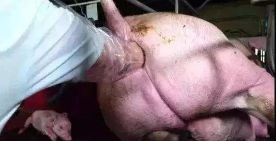 母猪脱宫的紧急处理措施！母电子游艺网站
老板值得收藏