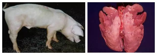 猪呼吸道三大杀手，老兽医教你轻松鉴别
