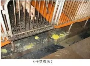 电子游艺网站
头痛病——仔猪黄白痢诊断治疗