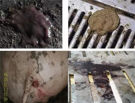当前中大猪血便、拉稀，请你警惕这个病！