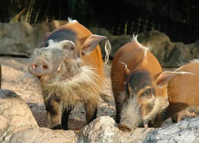 非洲红河猪泛滥成灾！如果引进我国会如何？