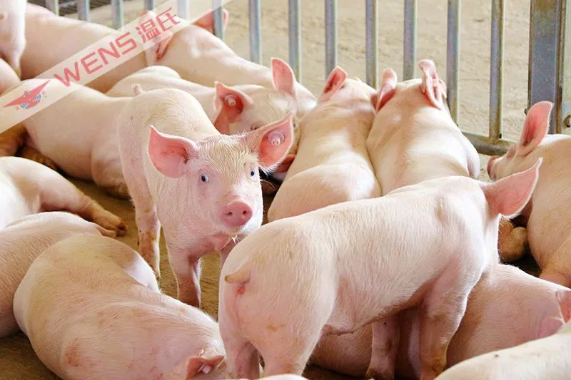 五年时间，她送三个孩子上大学，还脱贫当上小老板，她如何做到？