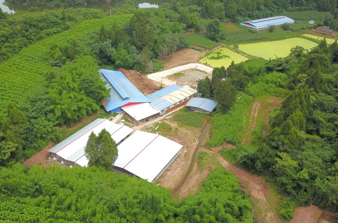 用天兆种猪，他正式开始了养猪事业！