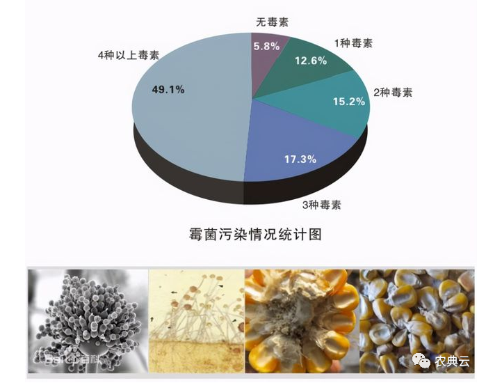 猪群霉菌毒素中毒如何解决呢？