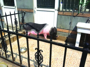 为吃放心肉，居民阳台上养猪？