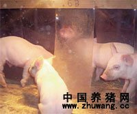 电子游艺网站
仔猪区加遮蔽的利与弊
