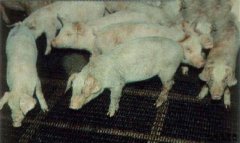 猪伪狂犬病