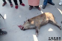 江化北路道路惊现“人猪大战”