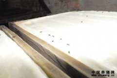 养电子游艺网站
和生产豆腐的豆腐坊同一个院 环境条件极其恶劣