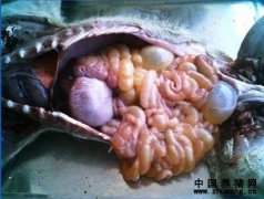 肠道鼓气、充满黄色内容物