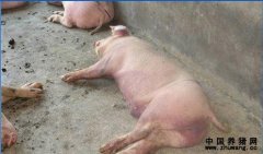 死亡的育肥猪