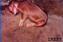 猪蓝耳病