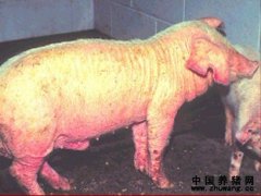 猪疥螨
