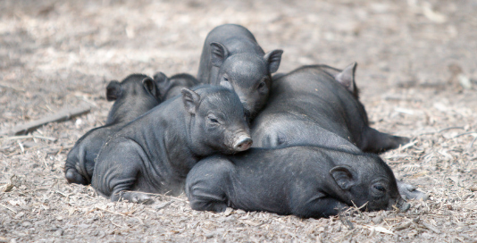 让批次化为你的电子游艺网站
生物安全出一份力!(一)
