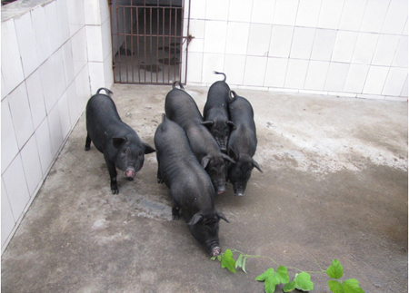 母猪不超过350头,试试三周批次生产饲养管理?