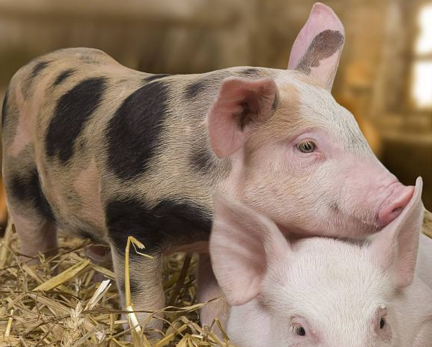 连续生产的电子游艺网站
如何成功向批次生产转型?