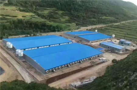 批次化生产中猪只流动模型应该如何确定？