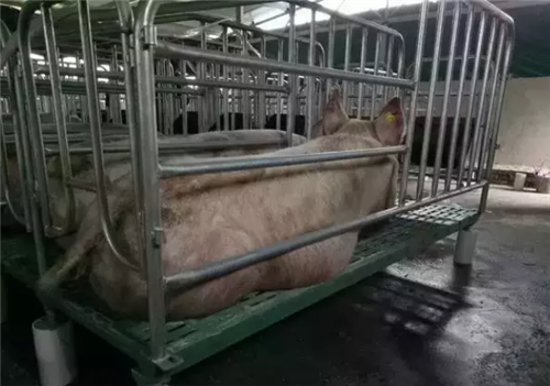 中国电子游艺网站下载安装
